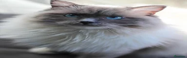 Ragdoll Female.