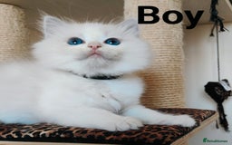 Ragdoll cats for sale: GCCF REGISTERED EUROPEAN LINE RAGDOLL KITTENS  - Image 15