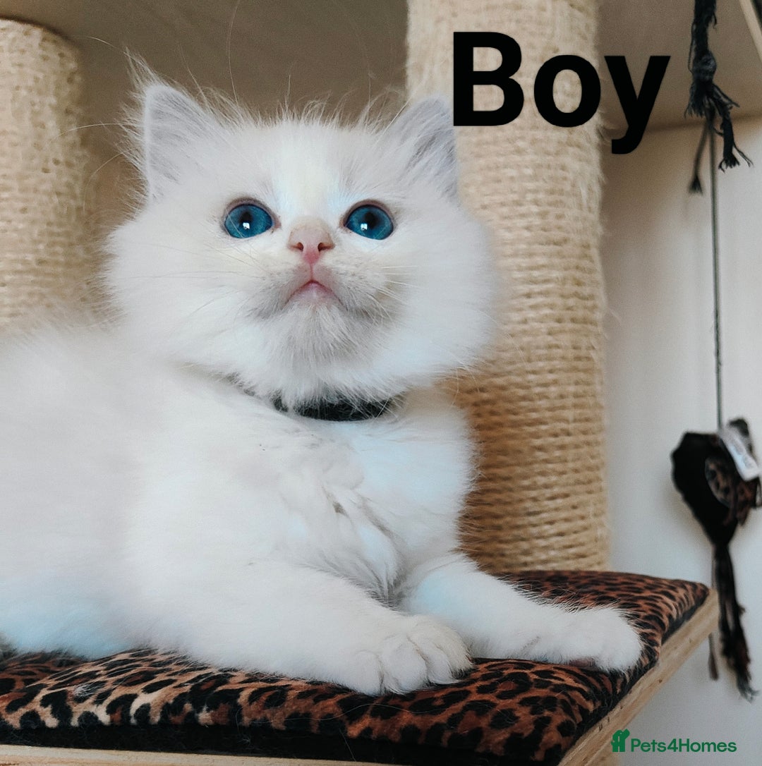 Ragdoll cats for sale: GCCF REGISTERED EUROPEAN LINE RAGDOLL KITTENS  - Image 15