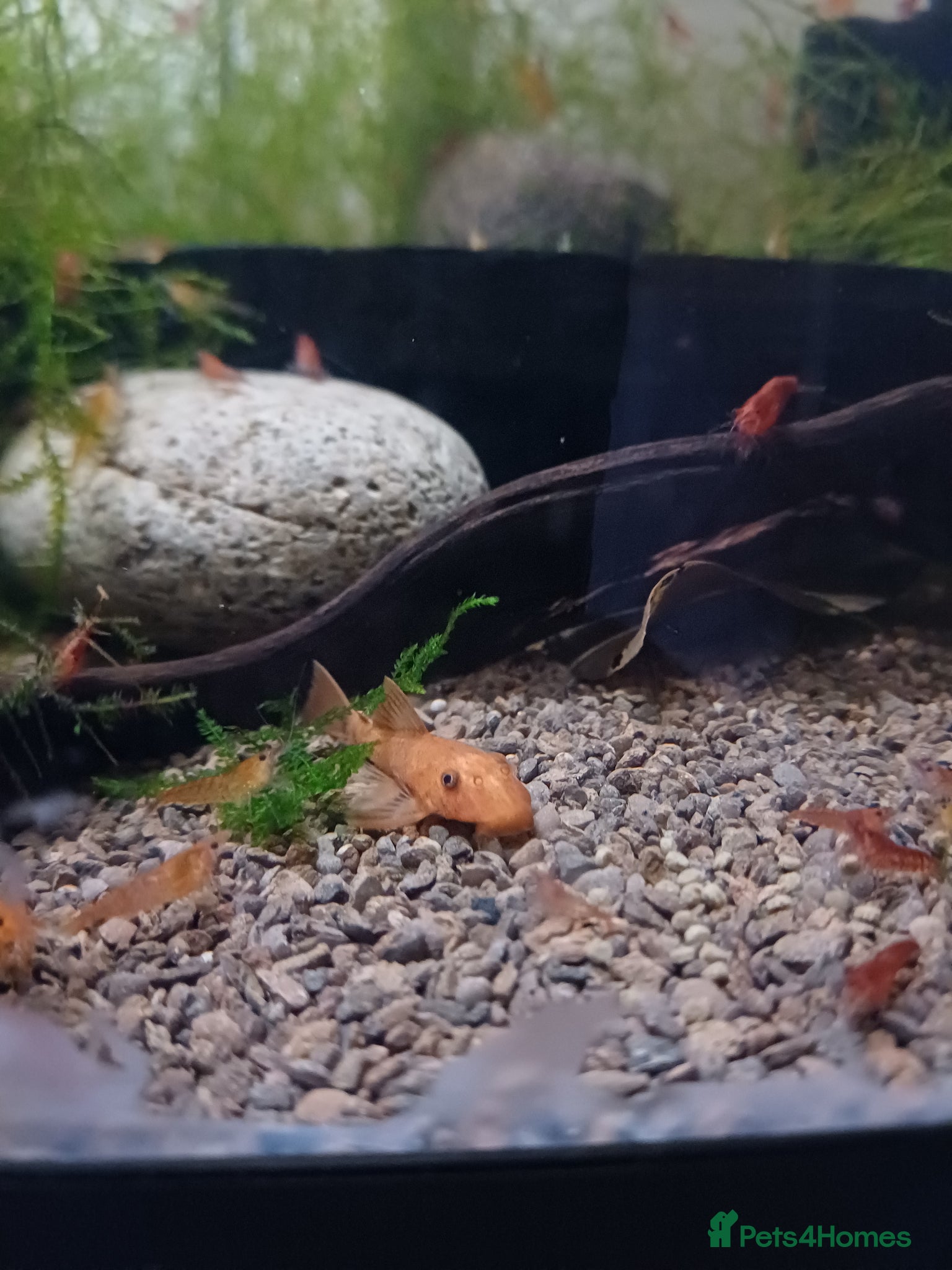 Plecos fish Super red plecos, shrimp, tetra and more. - Advert 2