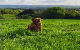 Mixed Breed dogs for sale: Labrador Cross Pups - Image 23
