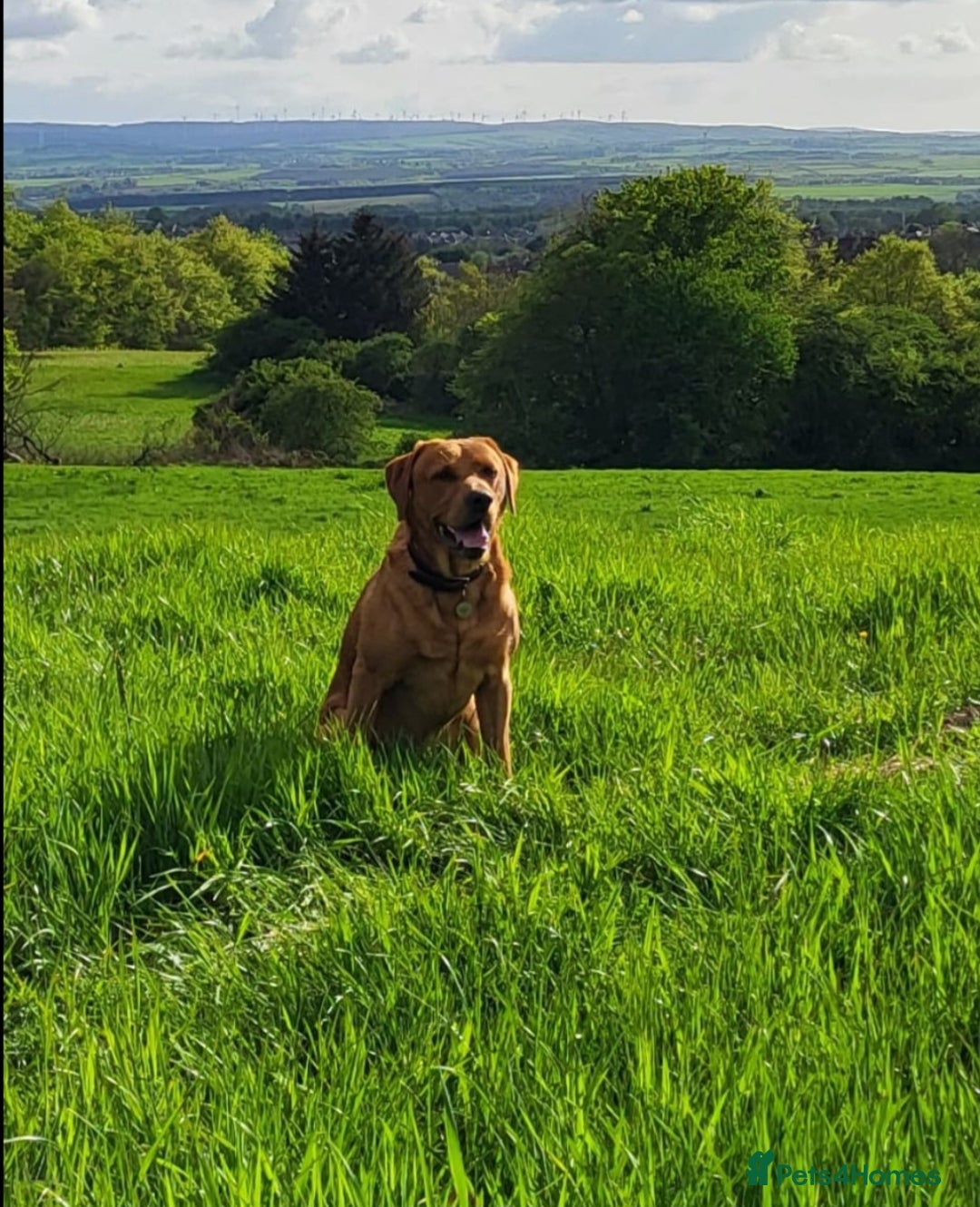 Mixed Breed dogs for sale: Labrador Cross Pups - Image 23