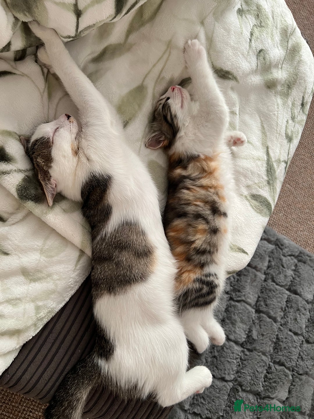 Mixed Breed cats for sale: beautiful female cat looking for new home  - Advert 5