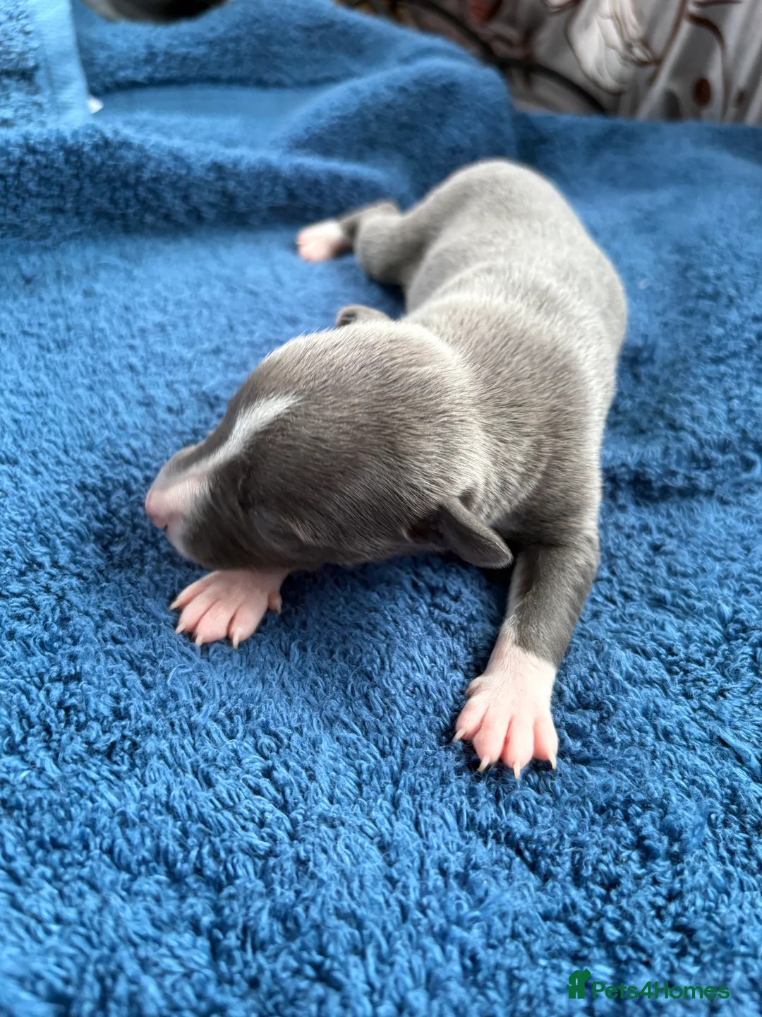 Whippet dogs for sale: 💕⭐️KC WHIPPET PUPS⭐️ 💕 - Advert 32