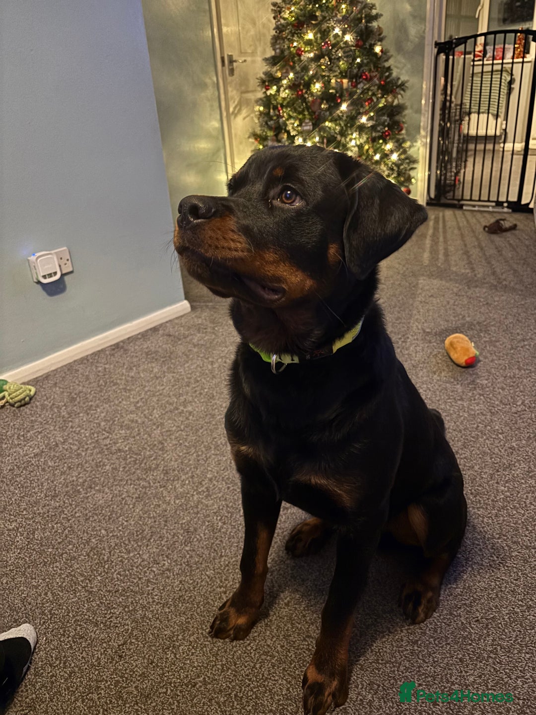 Rottweiler dogs for sale: KC Rottweiler  - Advert 1