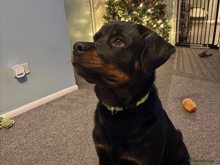 Rottweiler dogs KC Rottweiler - Advert 1