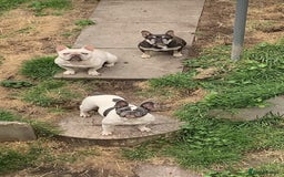 French Bulldog dogs for sale: French bulldog puppy 9 weeks - Image 6