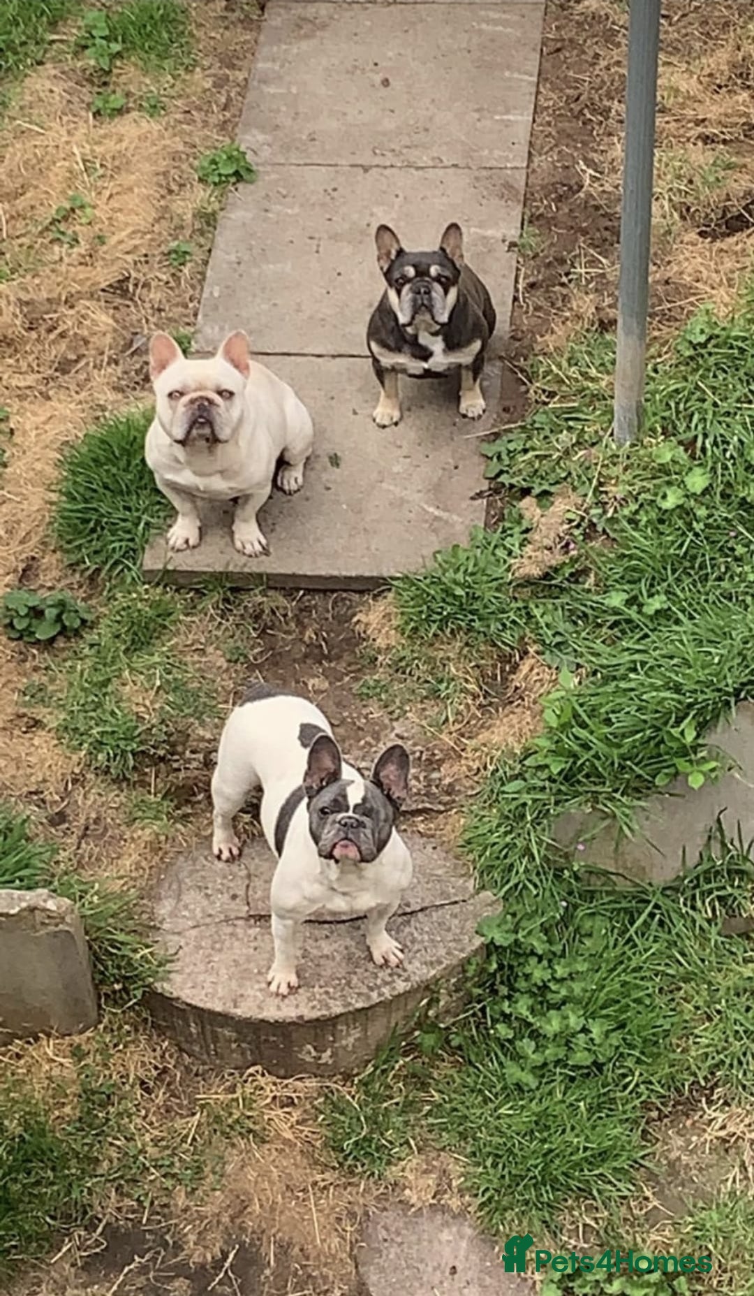 French Bulldog dogs for sale: French bulldog puppy 9 weeks - Image 6