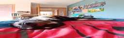 Mixed Breed dogs for stud: Strider Maclean in Isle of Barra - Advert 3