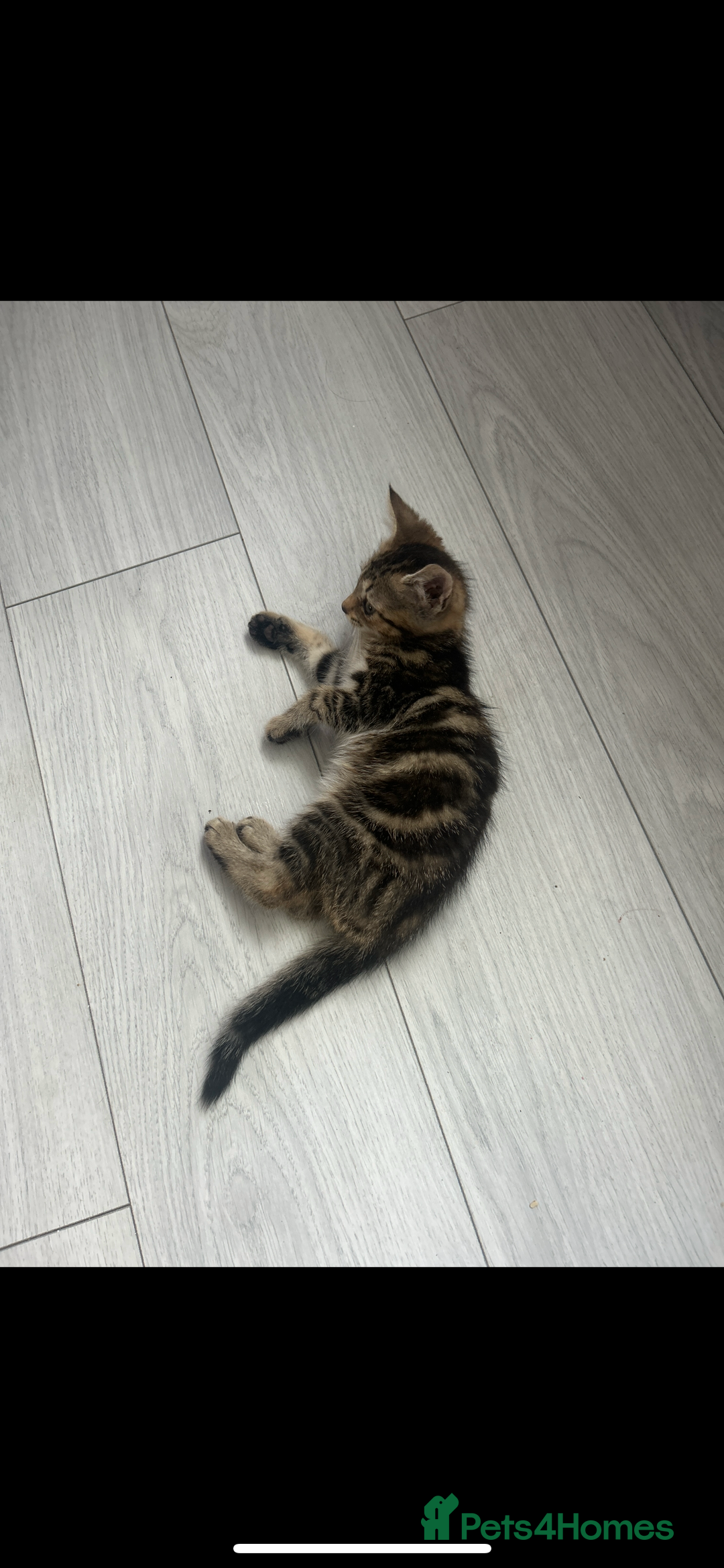 Domestic Shorthair cats for sale: 4 kittens ready to leave now - Image 6