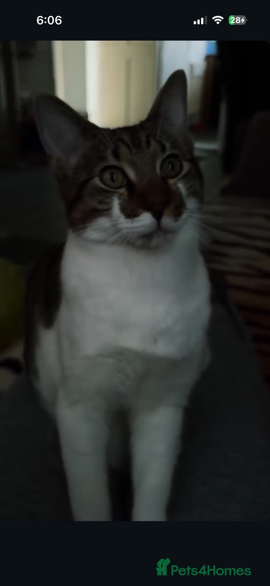 Mixed Breed cats Tom Tom FREE - Advert 3