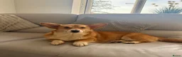 Welsh Corgi Pembroke dogs for sale: Female corgi for sale - Advert 1