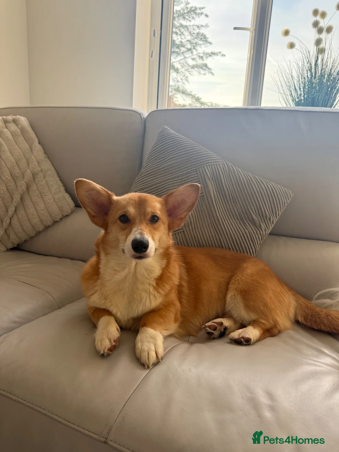 Welsh Corgi Pembroke dogs for sale: Female corgi for sale - Advert 1