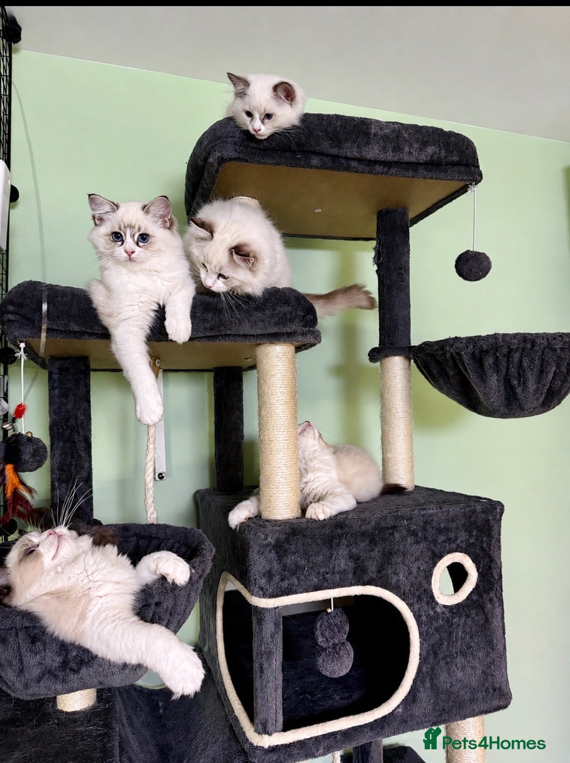 Ragdoll cats WORLD BEATIFUL RAGDOLL KITTEN / FIFE - Advert 2