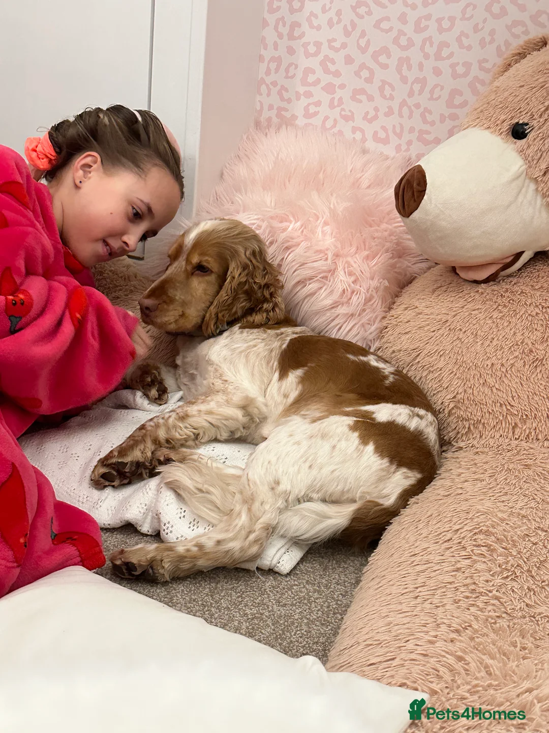 Cocker Spaniel dogs for stud: KC Reg Show Cocker Spaniel- Extensively DNA tested in Warrington - Advert 19