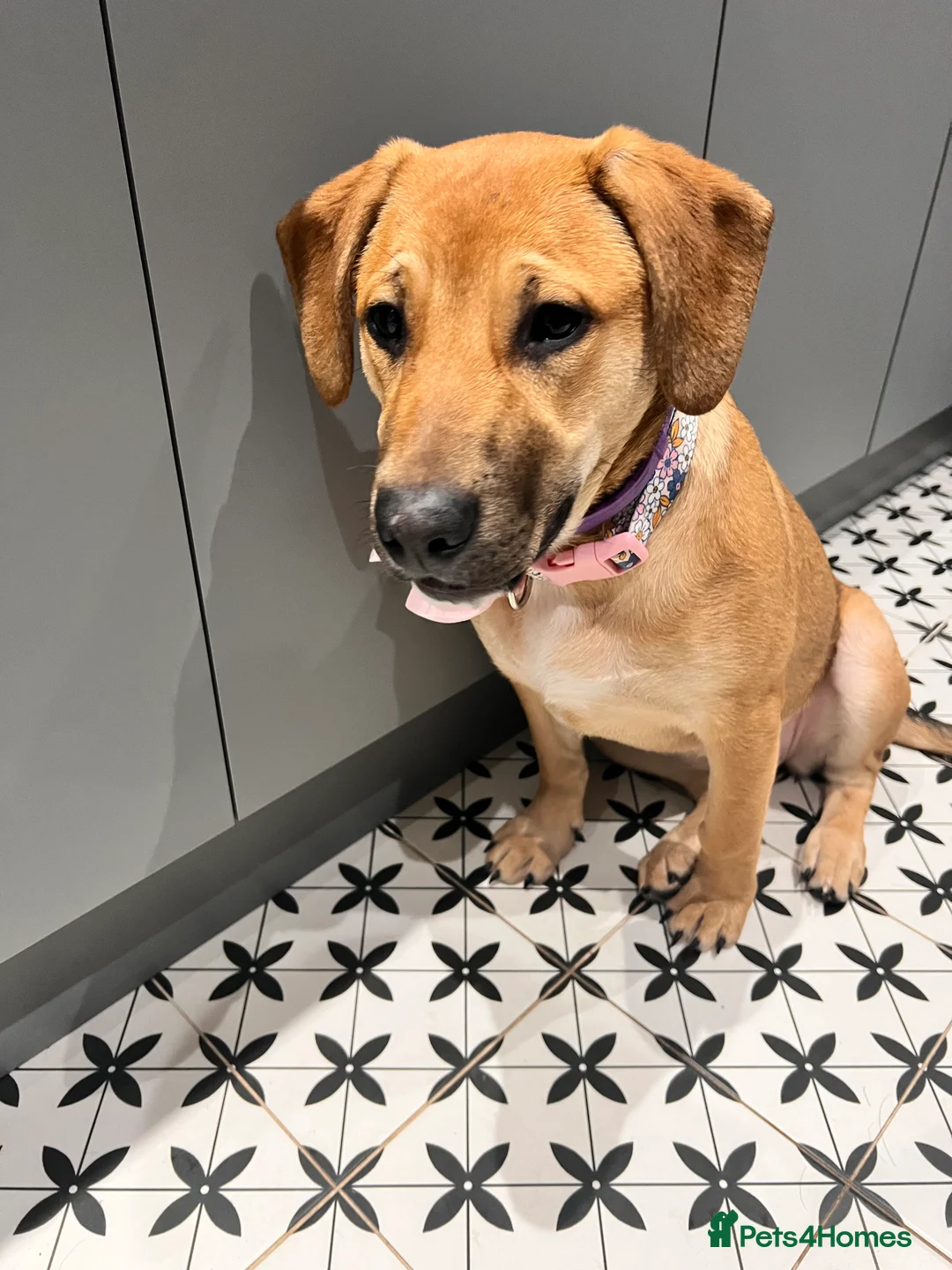 Sheprador dogs for sale: German Shepard mix 5 months  - Advert 2