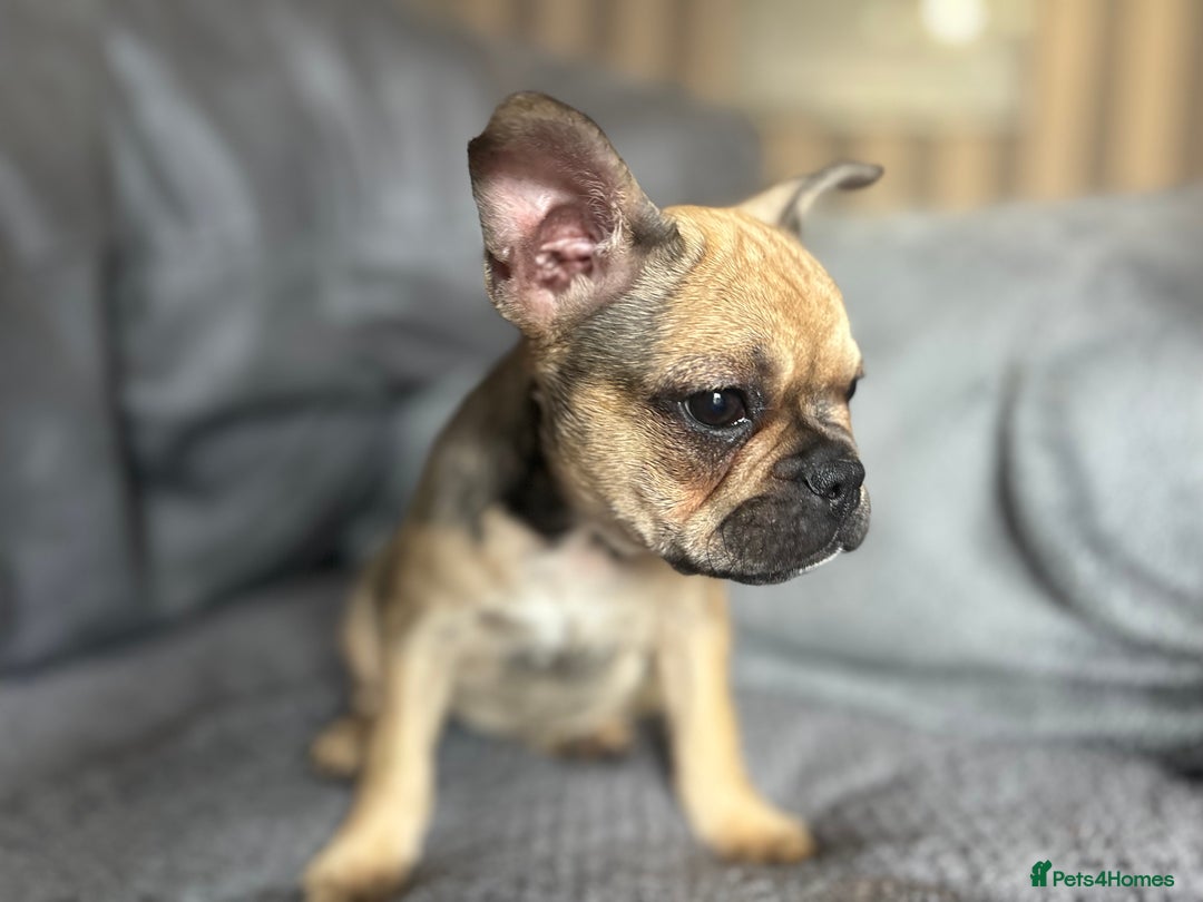 French Bulldog dogs for sale:  French bulldogs  - Image 9