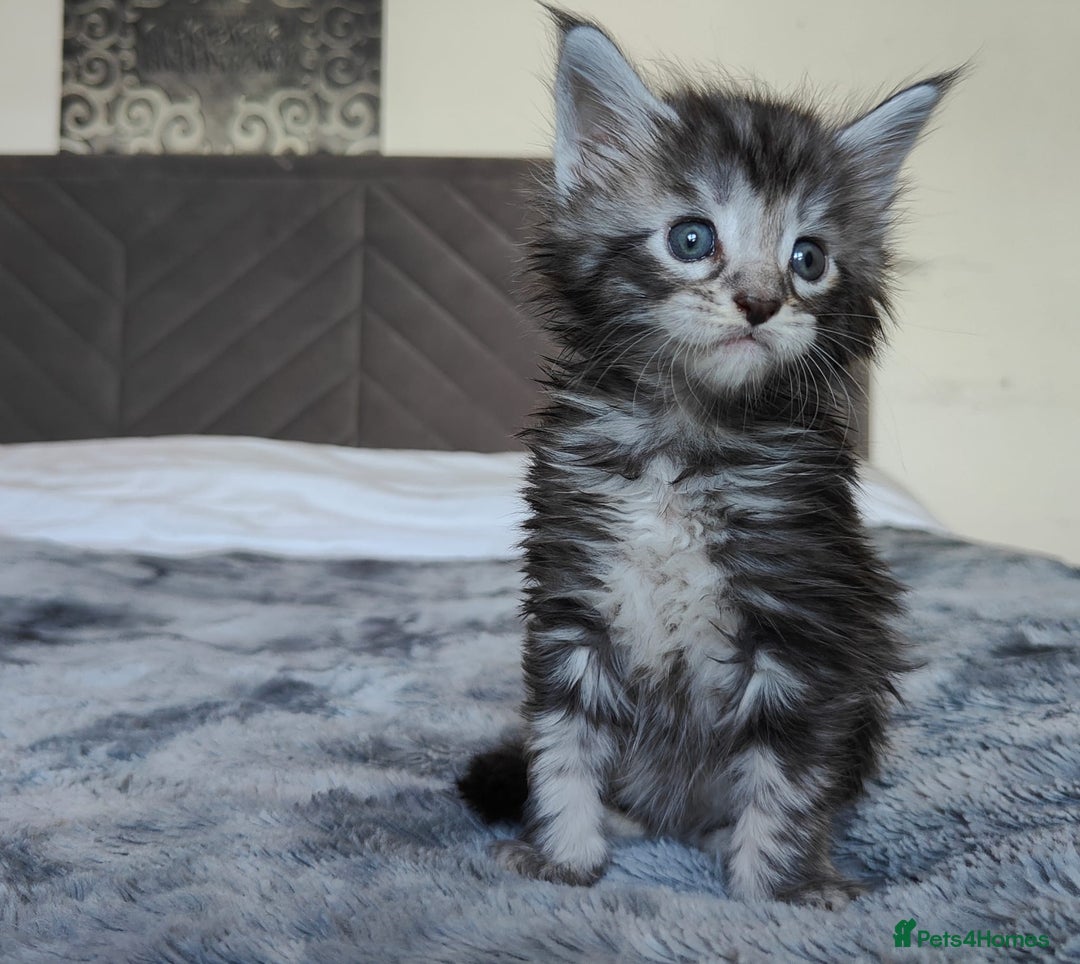 Maine Coon cats for sale: European Maine coon Kittens - Image 5