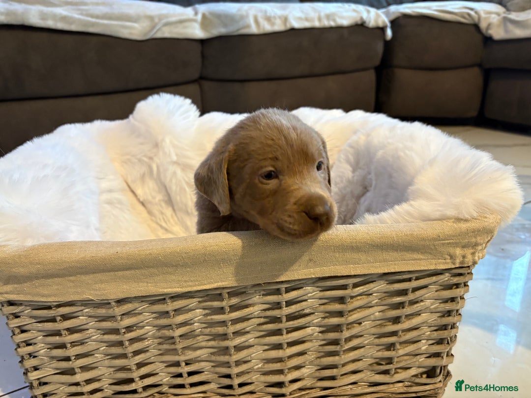 Labrador Retriever dogs for sale: Silver Labrador retriever puppies - Advert 18