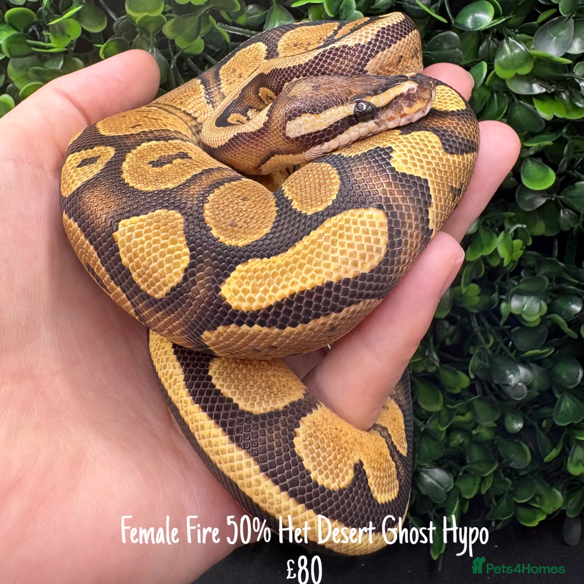 Python Snake reptiles for sale: Juvenile ball pythons - Advert 3