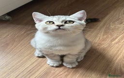 British Longhair cats for sale: Gorgeous British Longhair & Shorthair Kittens - Image 10
