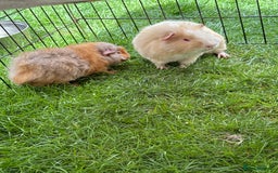 Guinea Pig rodents for sale: Bonded pair of male guinea pigs  - Image 5