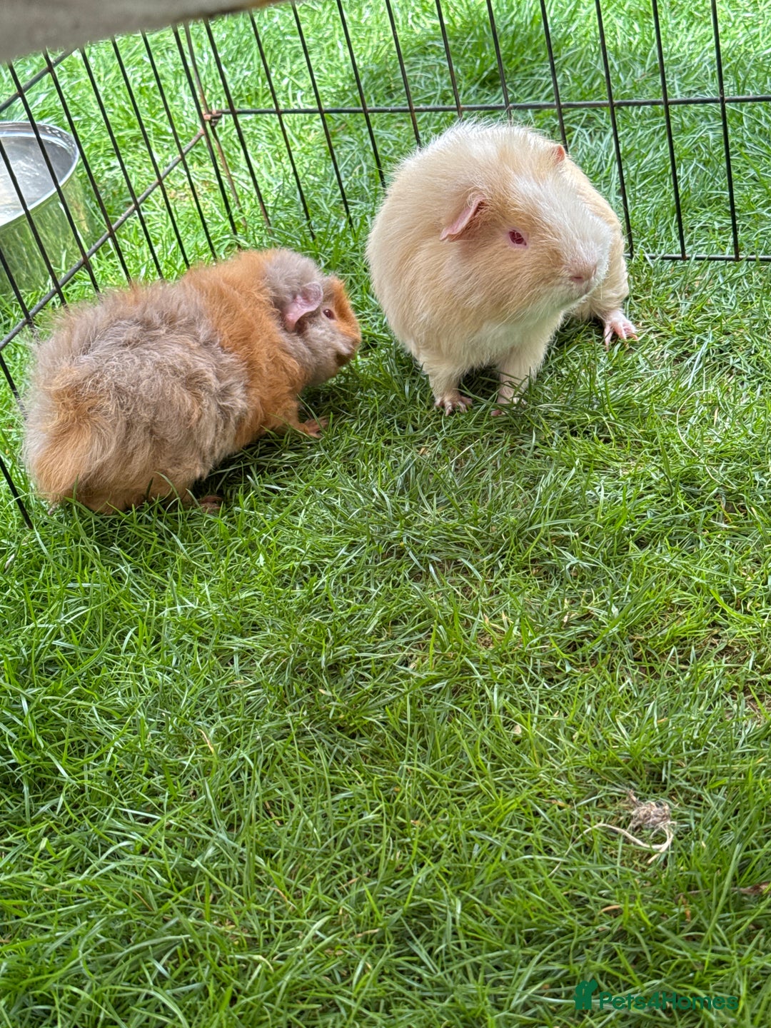 Guinea Pig rodents for sale: Bonded pair of male guinea pigs  - Image 5