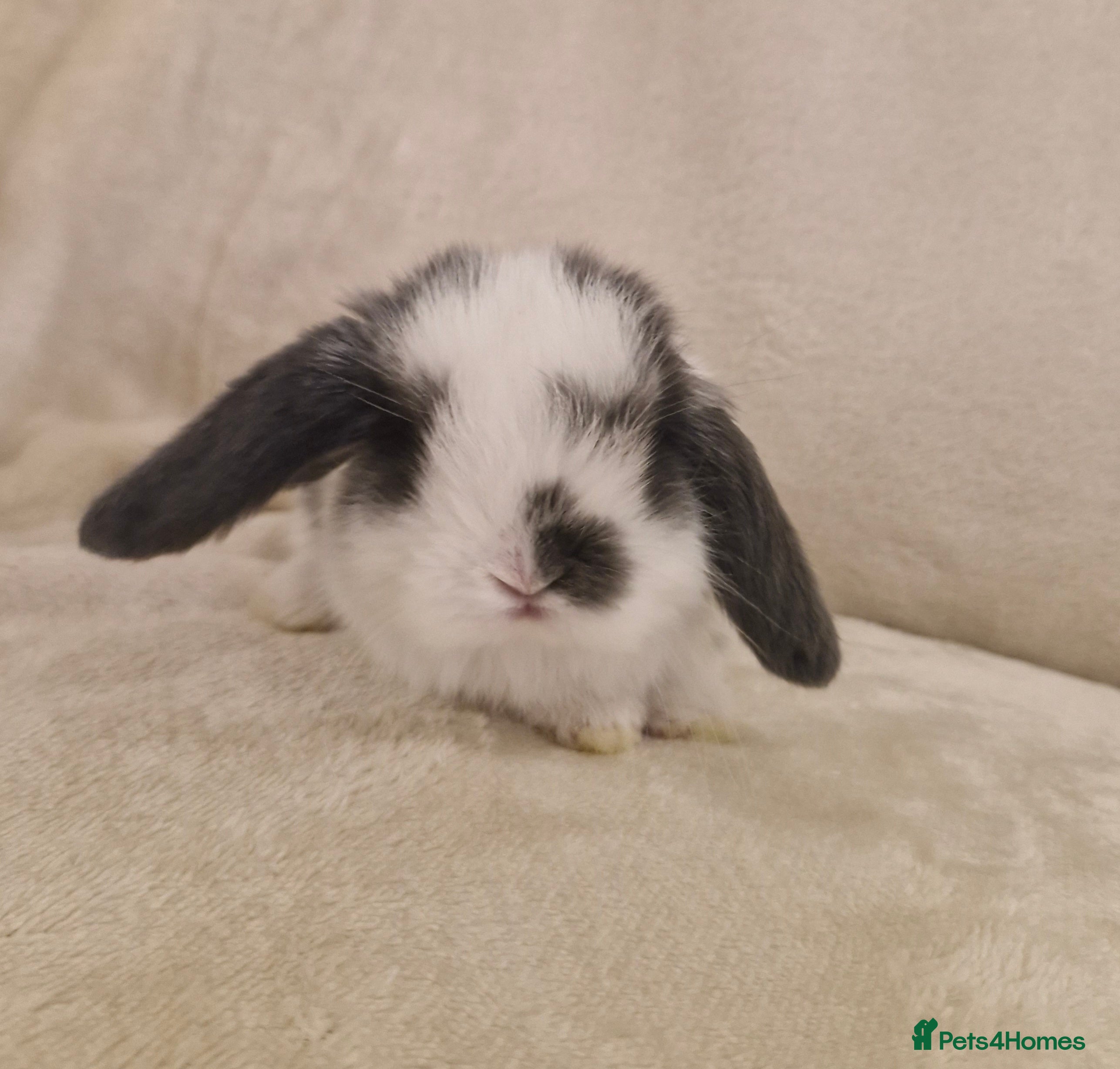Mini Lop rabbits Mini lop babies - Advert 7