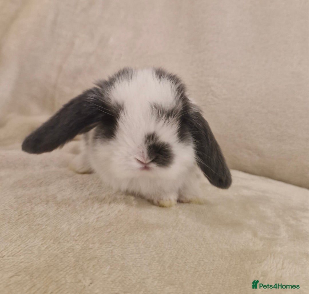 Mini Lop rabbits for sale: Mini lop babies - Advert 3
