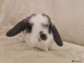 Mini Lop rabbits Mini lop babies - Advert 2