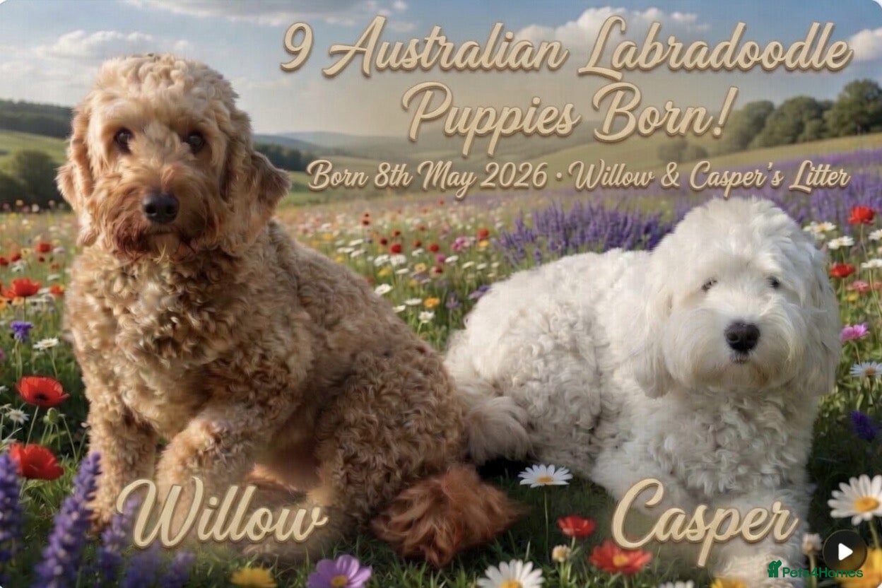 Australian Labradoodle dogs Fully health tested Australian Labradoodle puppies - Advert 2