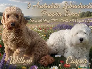 Australian Labradoodle dogs Fully health tested Australian Labradoodle puppies - Advert 2