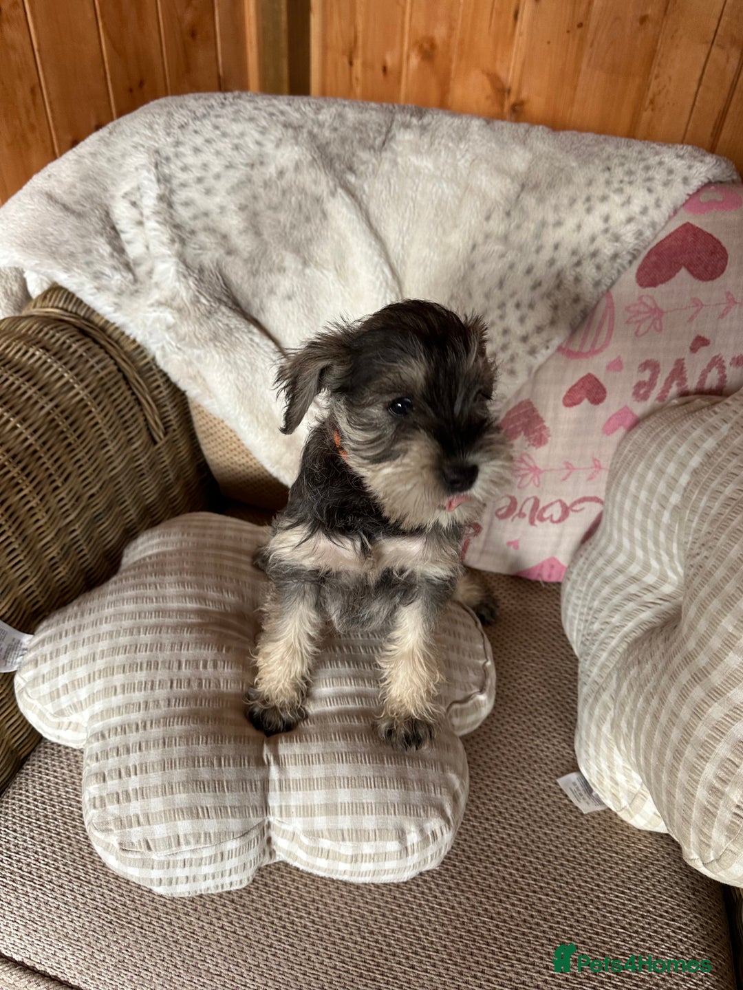 Miniature Schnauzer dogs for sale: Ready Now! miniature schnauzer puppies  - Image 15