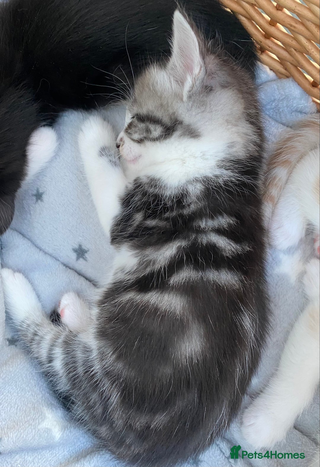Ragdoll cats for sale: Ragdoll X Kittens for Loving Forever Homes - Image 13
