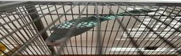 Parakeets birds for sale: 2 Quaker Parrots for Sale  in Clydebank - Advert 3