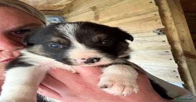 Border Collie dogs - Advert 4