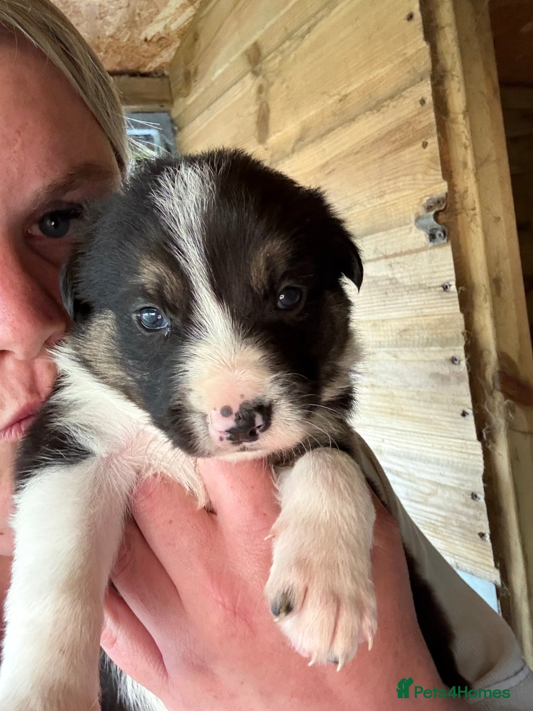 Border Collie dogs for sale: Beautiful Border Collie Puppies - Image 2