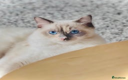 Ragdoll cats for sale: Playful Indoor Cat Kiki-Fully Vaccinated & Healthy - Image 2