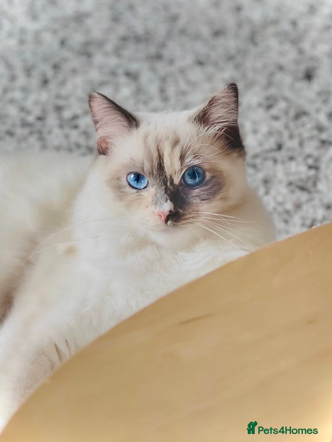 Ragdoll cats for sale: Playful Indoor Cat Kiki-Fully Vaccinated & Healthy - Image 2