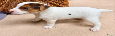 Jack Russell 3