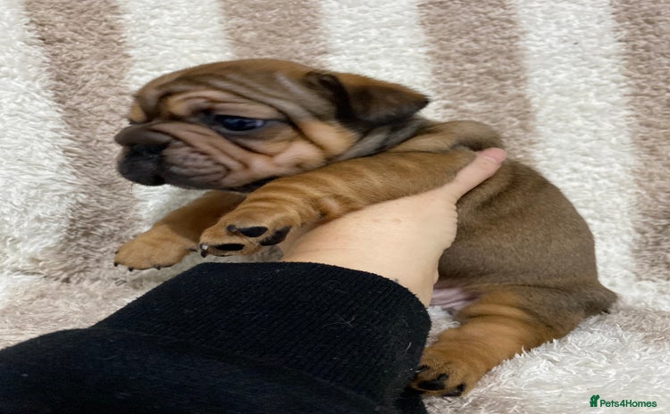 French Bulldog dogs BEAUTIFUL CHUNKY FRENCHIE PUPS - Advert 1