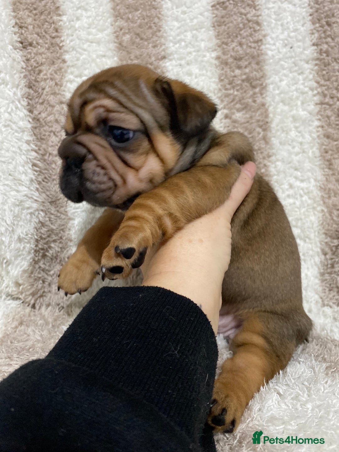 French Bulldog dogs for sale: BEAUTIFUL CHUNKY FRENCHIE PUPS - Advert 1