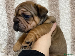 French Bulldog dogs BEAUTIFUL CHUNKY FRENCHIE PUPS - Advert 1