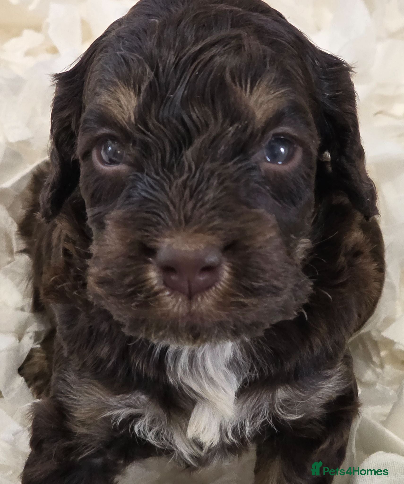 Cockapoo dogs Stunning extensively health tested cockapoos  - Advert 1