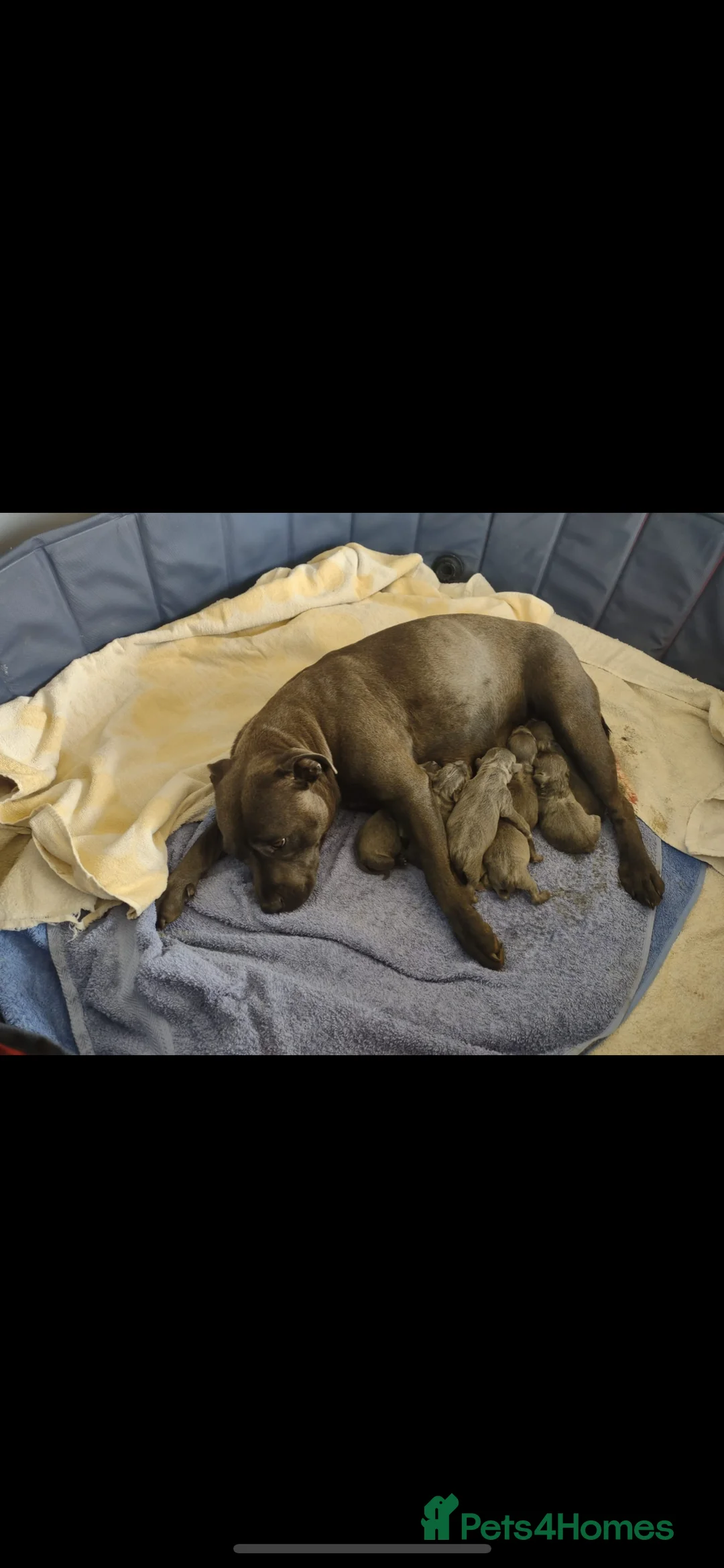 Staffordshire Bull Terrier dogs for stud: Proven KC Blue Staffy For Stud  - Advert 11