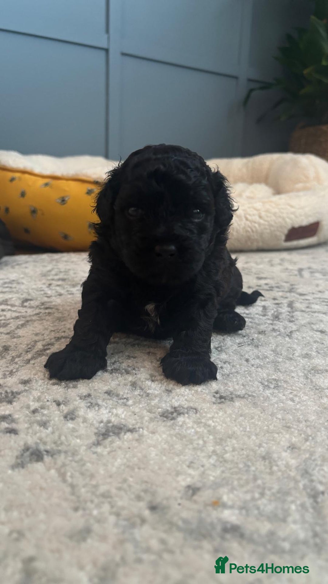 Mixed Breed dogs for sale: Shichonpoo (Teddy bear) puppies  - Image 1
