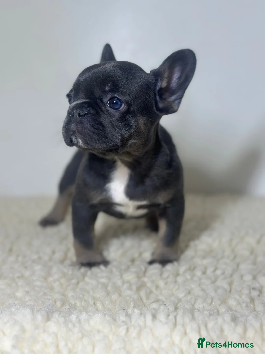 French Bulldog dogs for sale: KC Frenchies  in Uxbridge - Advert 13