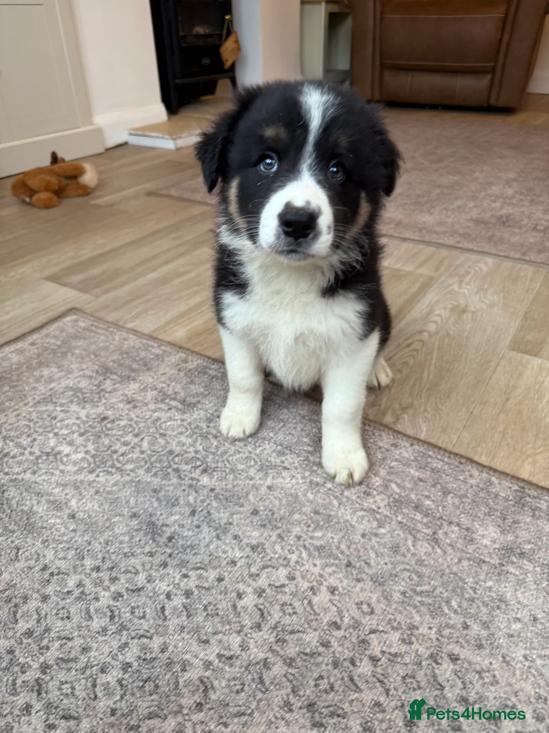 Border Collie dogs for sale: 3 traditional long haired boys  - Advert 7