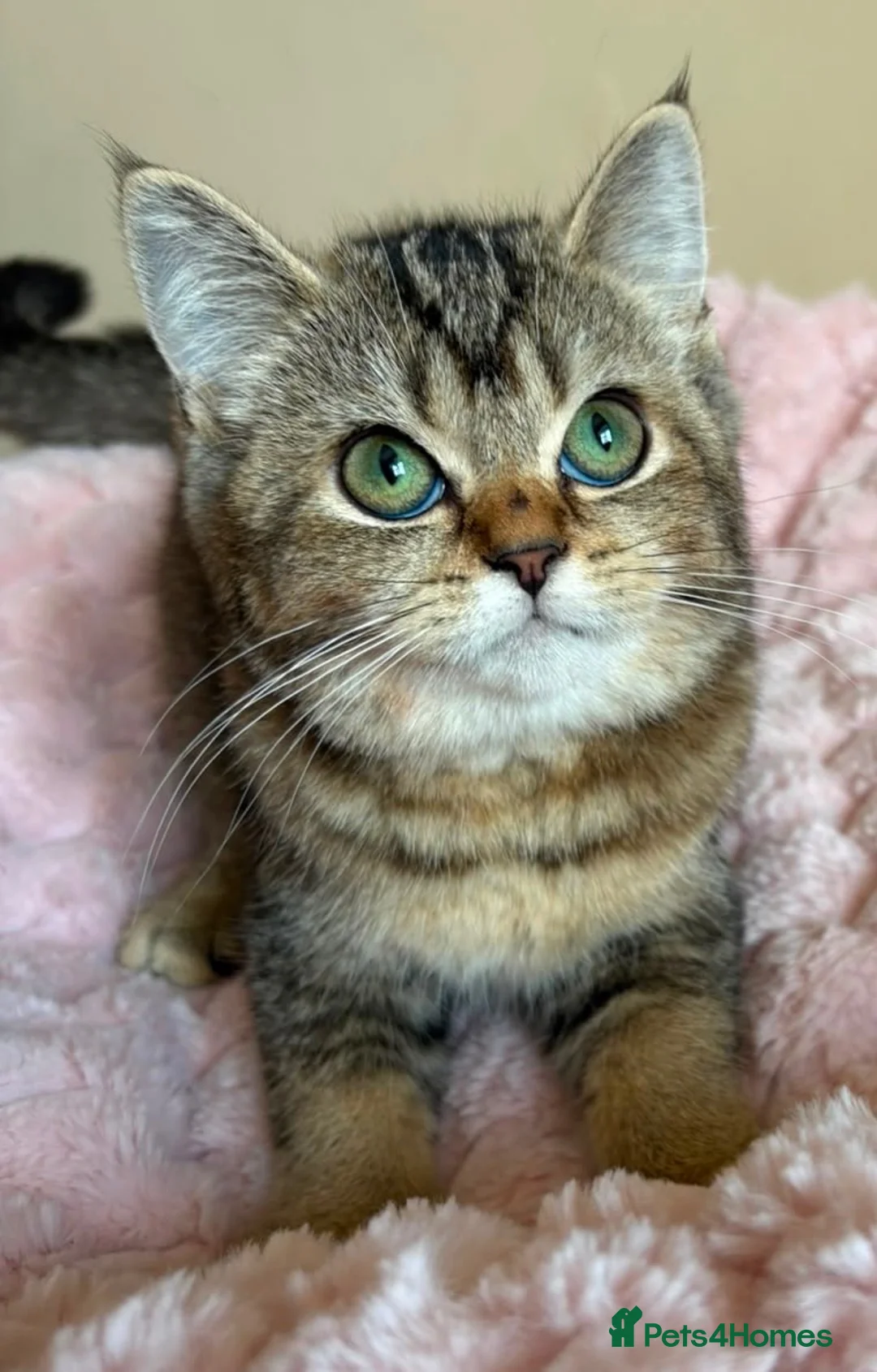British Shorthair cats for sale: Beautiful Golden British Shorthair Kittens  - Advert 1