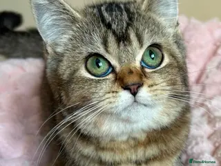 British Shorthair cats Beautiful Golden British Shorthair Kittens - Advert 7
